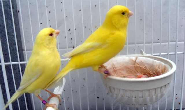 Gare tra canarini, a Bari c'� il sei volte campione del mondo: possiede 400 esemplari